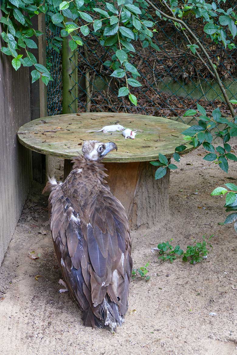 Weiblicher Mönchsgeier SISI vor Futter-Mäusen am 21. Juli 2021 in der rechten Außenvoliere am Greifvogel-Haus im Wuppertaler Zoo