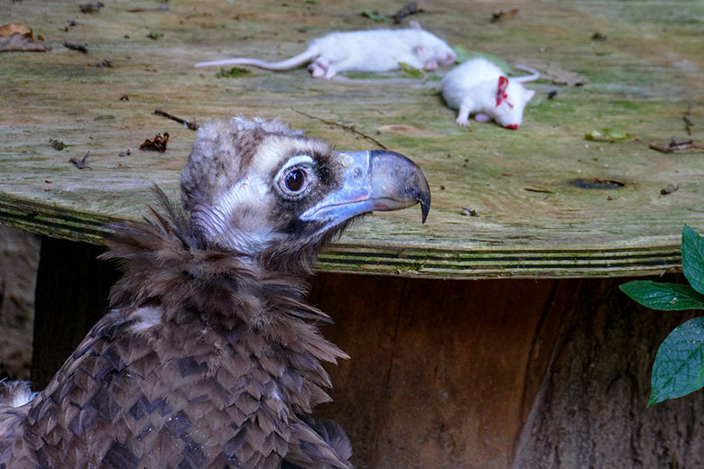 Weiblicher Mönchsgeier SISI vor Futter-Mäusen am 21. Juli 2021 in der rechten Außenvoliere am Greifvogel-Haus im Zoo Wuppertal