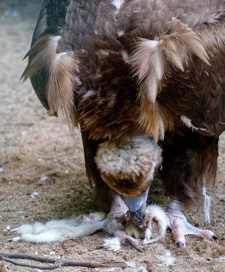 Männlicher Mönchsgeier FRANZ mit Futter-Maus am 21. Juli 2021 in der rechten Außenvoliere am Greifvogel-Haus im Grünen Zoo Wuppertal