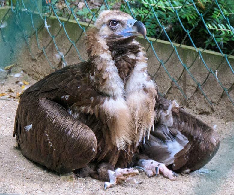 Männlicher Mönchsgeier FRANZ am 25. Juli 2021 in der rechten Außenvoliere am Greifvogel-Haus im Grünen Zoo Wuppertal