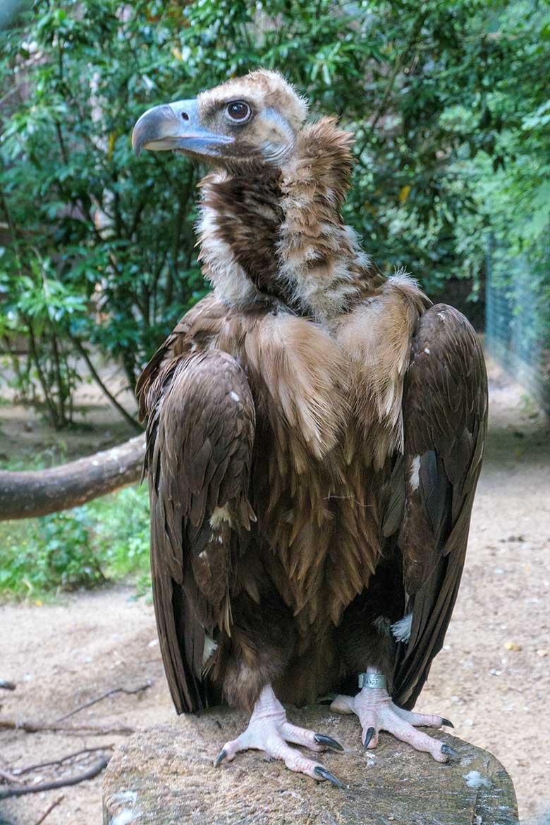 Männlicher Mönchsgeier FRANZ am 25. Juli 2021 in der rechten Außenvoliere am Greifvogel-Haus im Zoologischen Garten Wuppertal