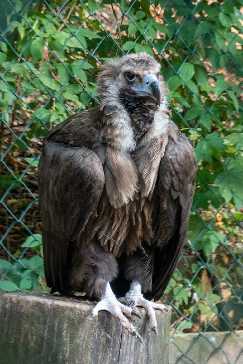 Männlicher Mönchsgeier FRANZ am 9. Oktober 2021 in der rechten Außenvoliere neben dem Greifvogel-Haus im Zoologischen Garten Wuppertal