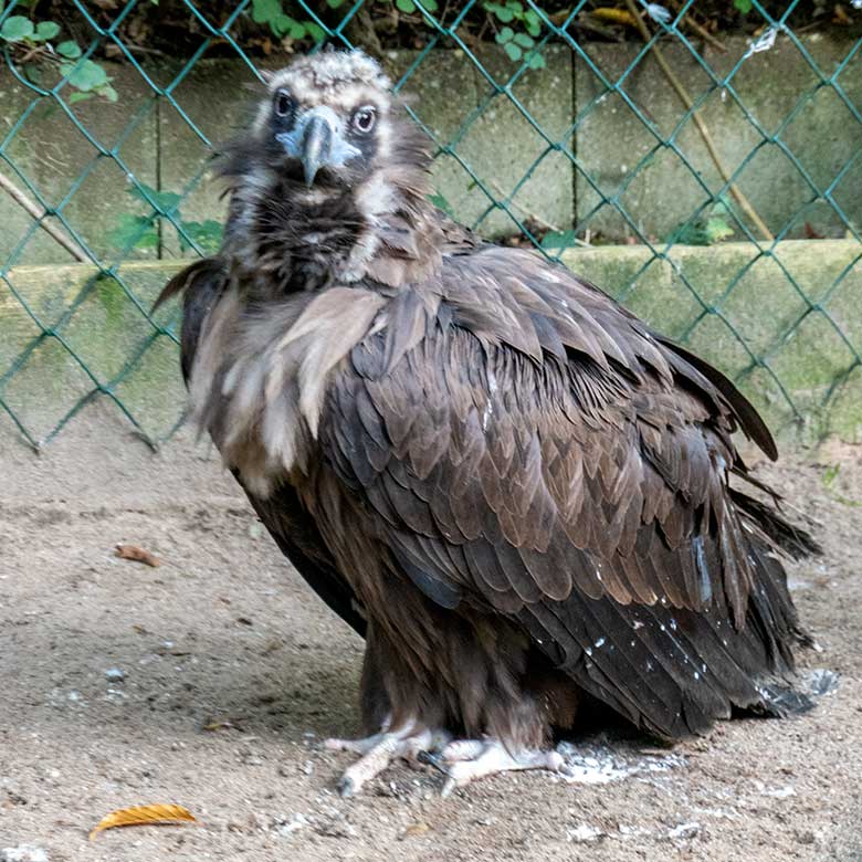 Weiblicher Mönchsgeier SISI am 9. Oktober 2021 in der rechten Außenvoliere neben dem Greifvogel-Haus im Wuppertaler Zoo