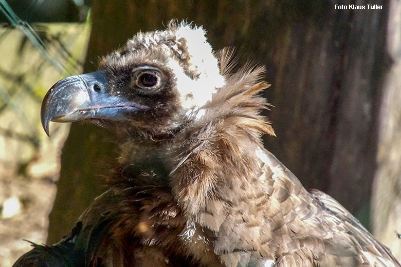 Mönchsgeier am 10. Oktober 2021 in der rechten Außenvoliere neben dem Greifvogel-Haus im Grünen Zoo Wuppertal (Foto Klaus Tüller)