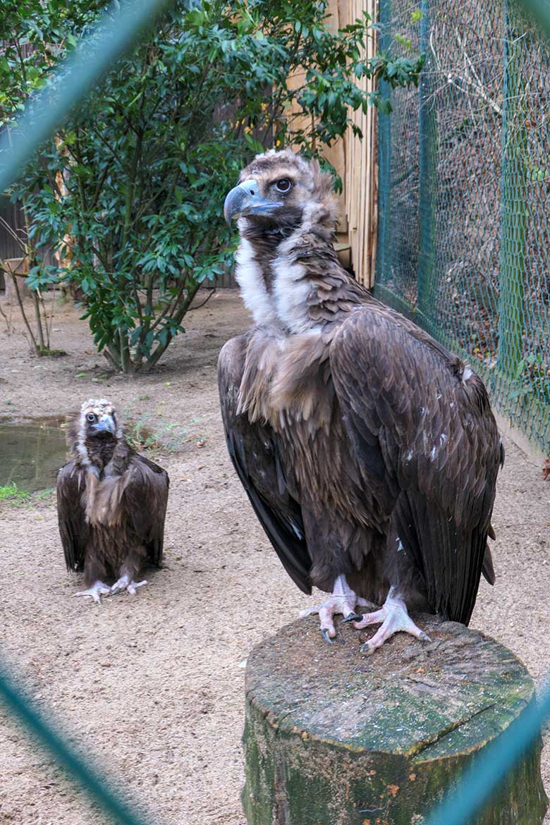 Mönchsgeier-Paar SISI und FRANZ am 3. Dezember 2021 in der rechten Außenvoliere am Greifvogel-Haus im Zoo Wuppertal