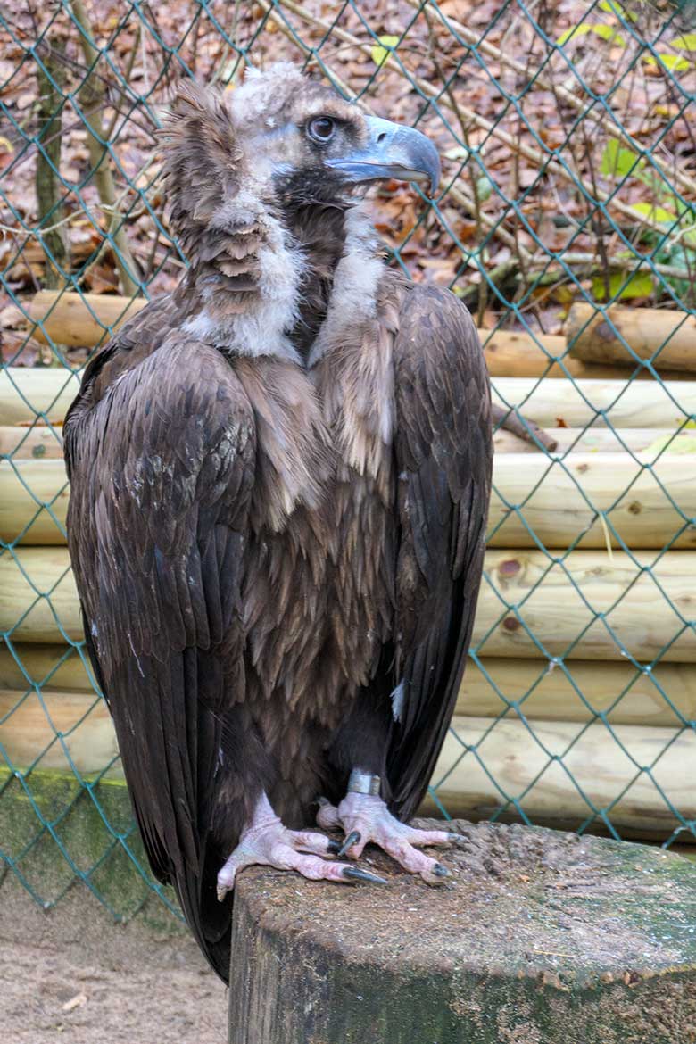 Männlicher Mönchsgeier FRANZ am 3. Dezember 2021 in der rechten Außenvoliere am Greifvogel-Haus im Grünen Zoo Wuppertal