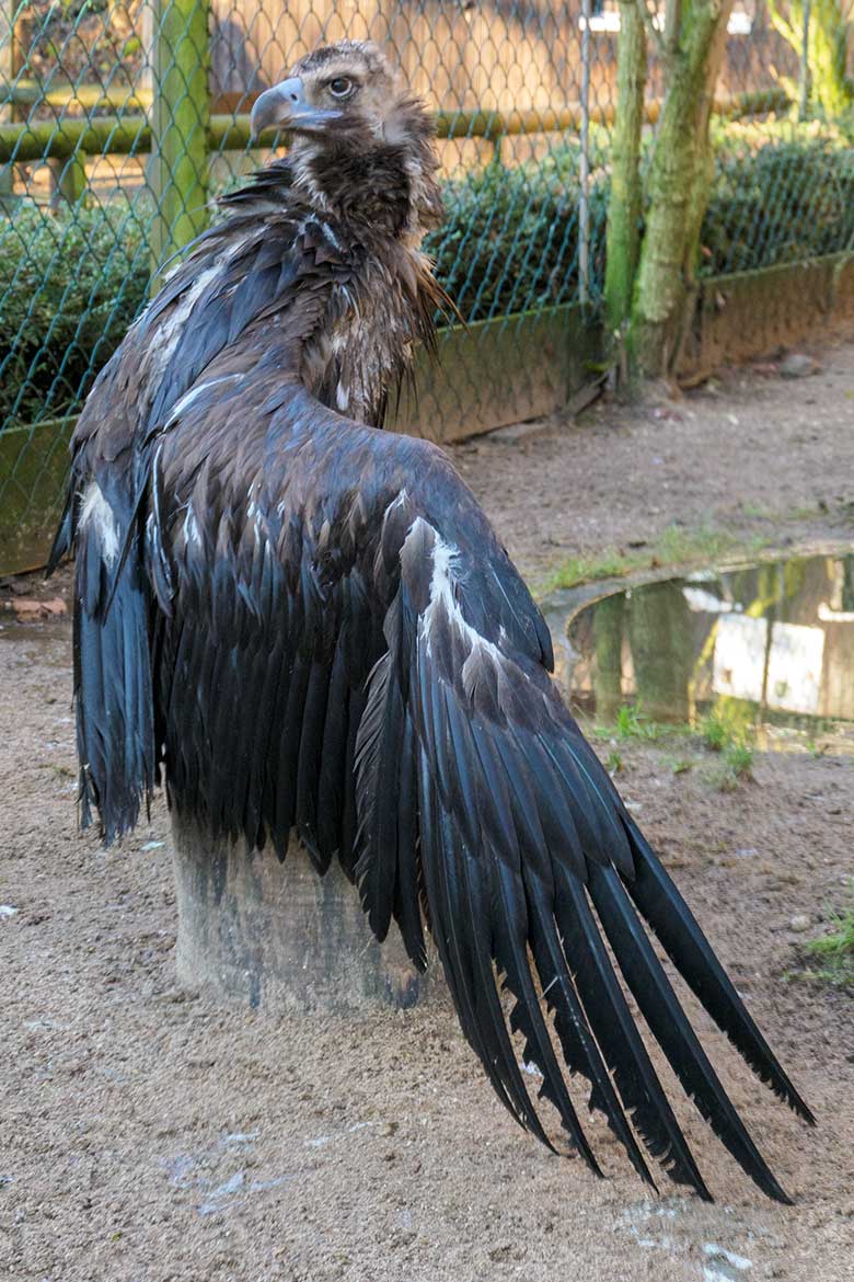 Männlicher Mönchsgeier FRANZ am 20. Dezember 2021 auf der rechten Außenanlage am Greifvogel-Haus im Zoo Wuppertal