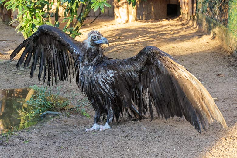 Weiblicher Mönchsgeier SISI am 20. Dezember 2021 auf der rechten Außenanlage am Greifvogel-Haus im Wuppertaler Zoo