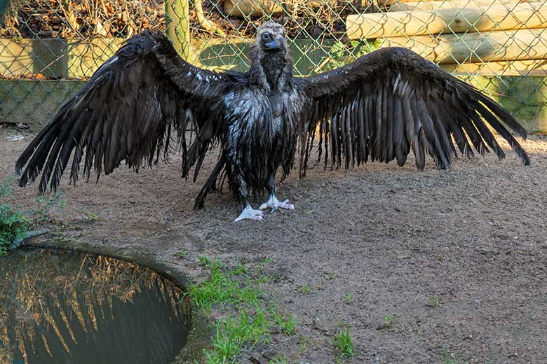 Weiblicher Mönchsgeier SISI am 20. Dezember 2021 auf der rechten Außenanlage am Greifvogel-Haus im Zoologischen Garten der Stadt Wuppertal