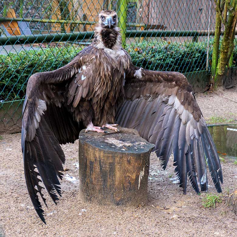 Männlicher Mönchsgeier FRANZ am 29. Dezember 2021 auf der rechten Außenanlage am Greifvogel-Haus im Grünen Zoo Wuppertal