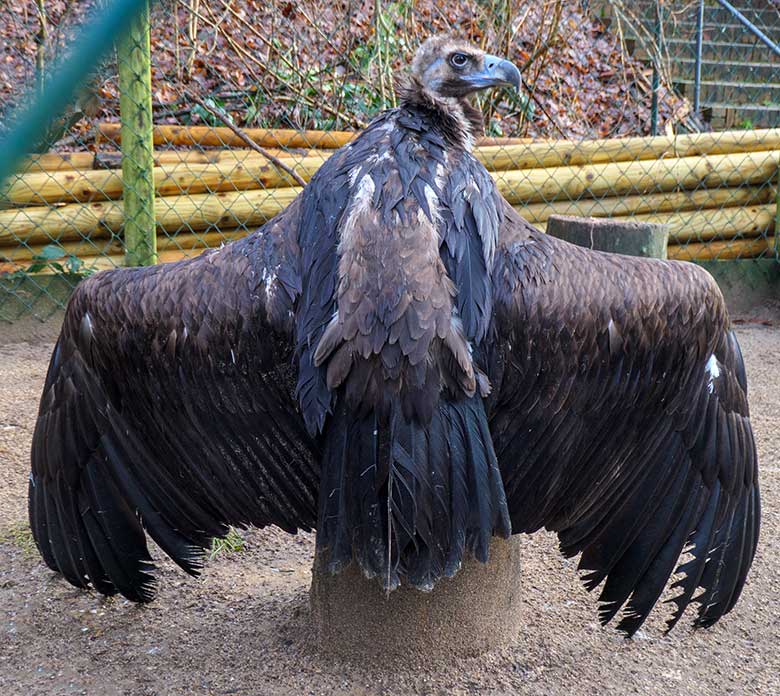 Männlicher Mönchsgeier FRANZ am 29. Dezember 2021 auf der rechten Außenanlage am Greifvogel-Haus im Zoologischen Garten Wuppertal