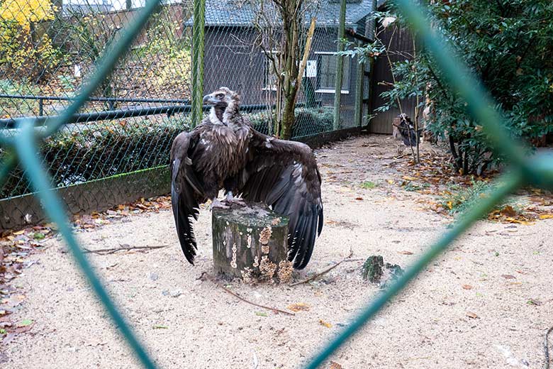 Männlicher Mönchsgeier FRANZ am 26. November 2023 in der rechten Außenvoliere am Greifvogel-Haus im Grünen Zoo Wuppertal