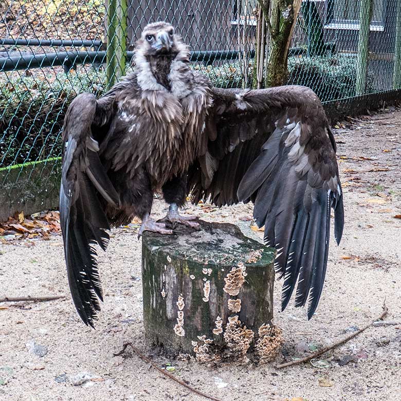 Männlicher Mönchsgeier FRANZ am 26. November 2023 in der rechten Außenvoliere am Greifvogel-Haus im Zoologischen Garten Wuppertal