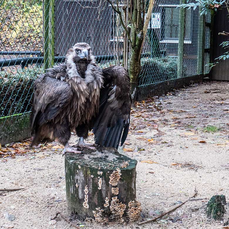 Männlicher Mönchsgeier FRANZ am 26. November 2023 in der rechten Außenvoliere am Greifvogel-Haus im Wuppertaler Zoo