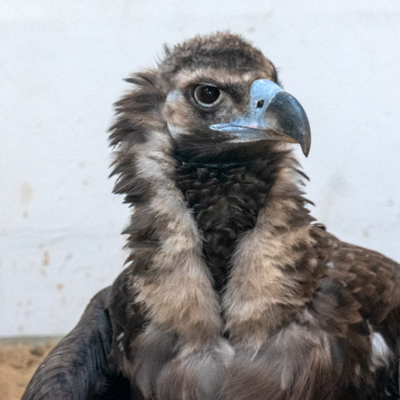 Männlicher Mönchsgeier FRANZ am 28. November 2023 im Greifvogel-Haus im Zoologischen Garten Wuppertal