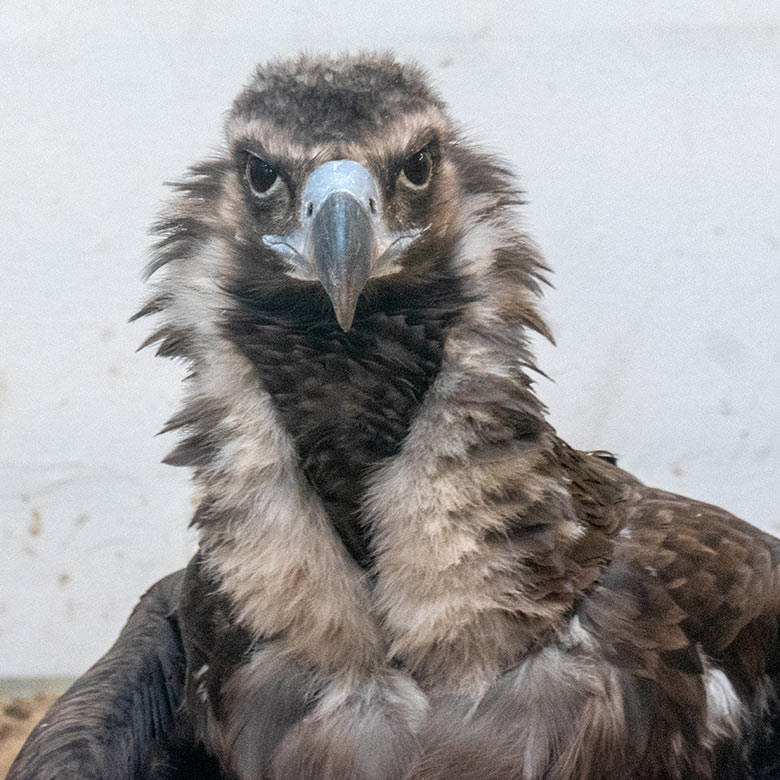 Männlicher Mönchsgeier FRANZ am 28. November 2023 im Greifvogel-Haus im Grünen Zoo Wuppertal