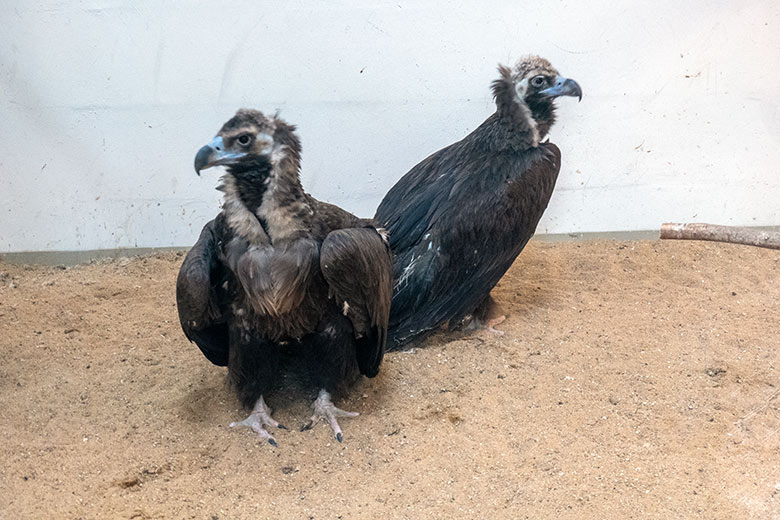 Männlicher Mönchsgeier FRANZ und weiblicher Mönchsgeier SISI am 28. November 2023 im Greifvogel-Haus im Zoo Wuppertal