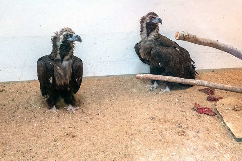 Weiblicher Mönchsgeier SISI und männlicher Mönchsgeier FRANZ am 28. November 2023 im Greifvogel-Haus im Wuppertaler Zoo