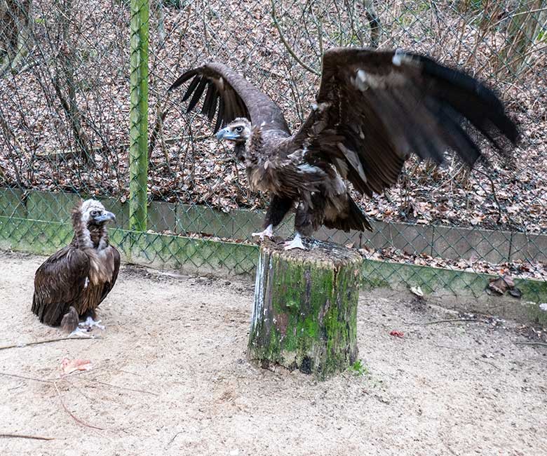 Weiblicher Mönchsgeier SISI und männlicher Mönchsgeier FRANZ am 31. Januar 2024 in der Greifvogel-Voliere im Zoologischen Garten der Stadt Wuppertal