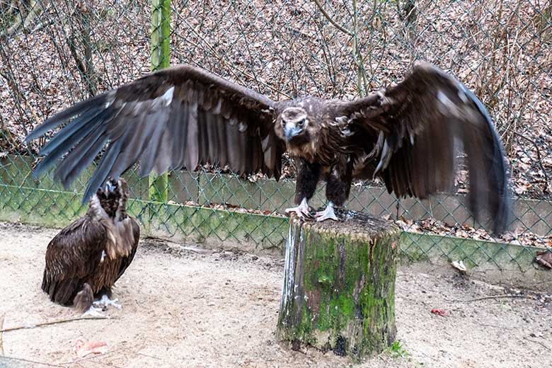 Weiblicher Mönchsgeier SISI und männlicher Mönchsgeier FRANZ am 31. Januar 2024 in der Greifvogel-Voliere im Zoo Wuppertal