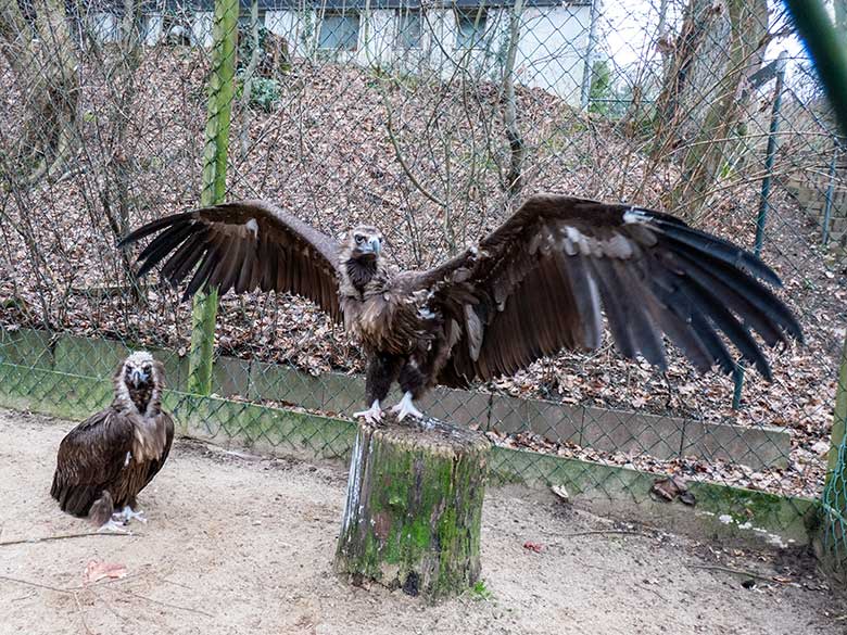 Weiblicher Mönchsgeier SISI und männlicher Mönchsgeier FRANZ am 31. Januar 2024 in der Greifvogel-Voliere im Grünen Zoo Wuppertal