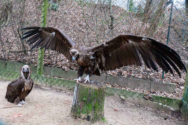 Weiblicher Mönchsgeier SISI und männlicher Mönchsgeier FRANZ am 31. Januar 2024 in der Greifvogel-Voliere im Zoologischen Garten Wuppertal