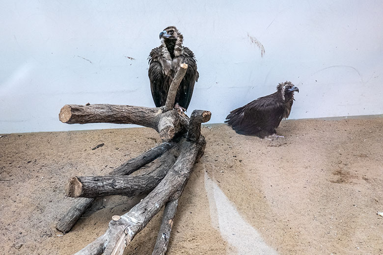 Männlicher Mönchsgeier FRANZ und weiblicher Mönchsgeier SISI am 11. Februar 2024 im Greifvogel-Haus im Grünen Zoo Wuppertal