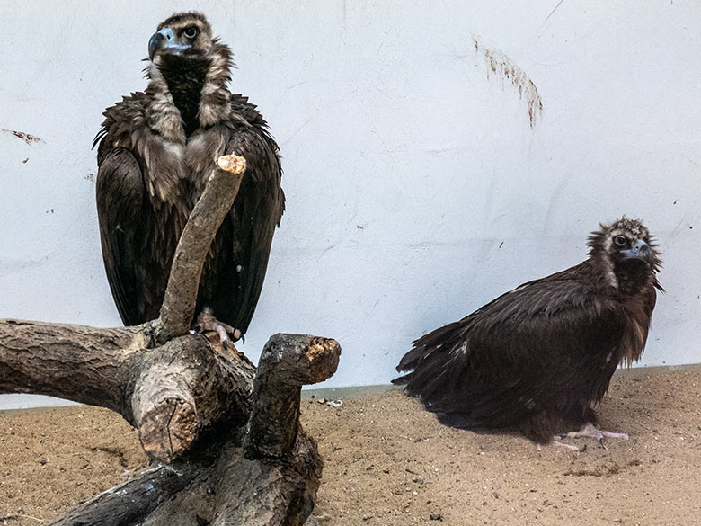 Männlicher Mönchsgeier FRANZ und weiblicher Mönchsgeier SISI am 11. Februar 2024 im Greifvogel-Haus im Zoologischen Garten Wuppertal