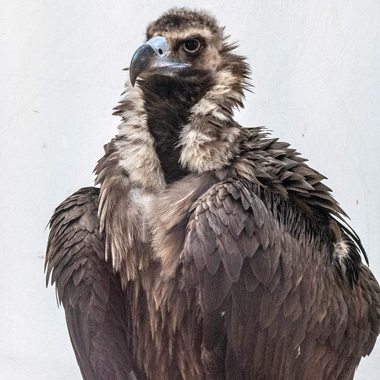 Männlicher Mönchsgeier FRANZ am 11. Februar 2024 im Greifvogel-Haus im Zoo Wuppertal