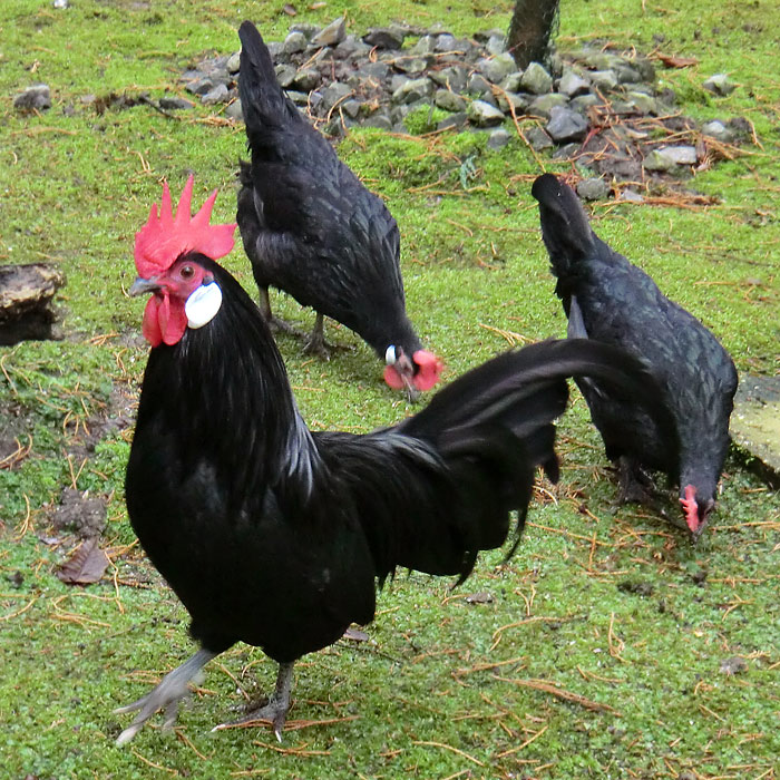 Bergischer Krüper im Wuppertaler Zoo im Dezember 2012