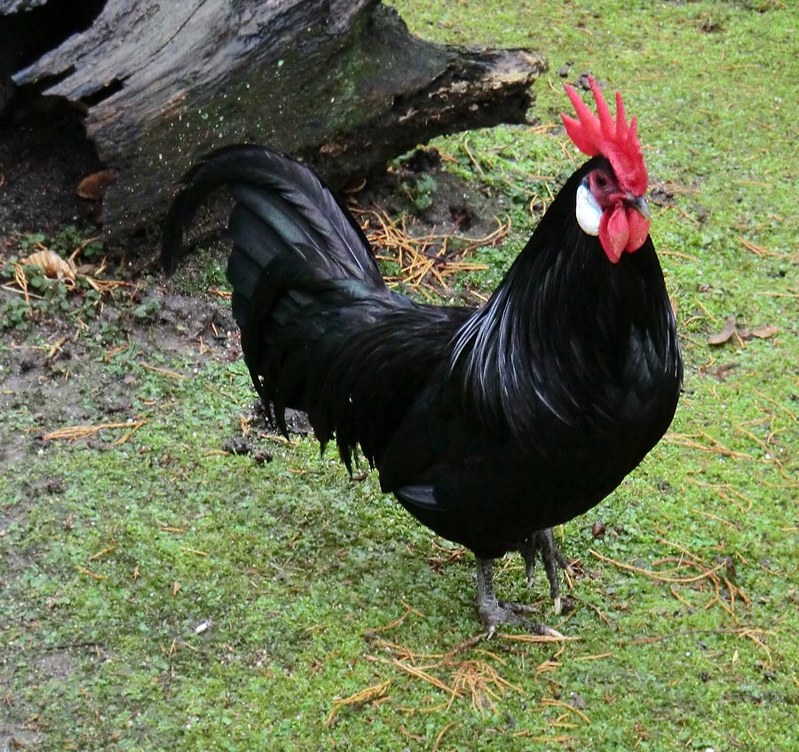 Bergischer Krüper im Wuppertaler Zoo im Dezember 2012