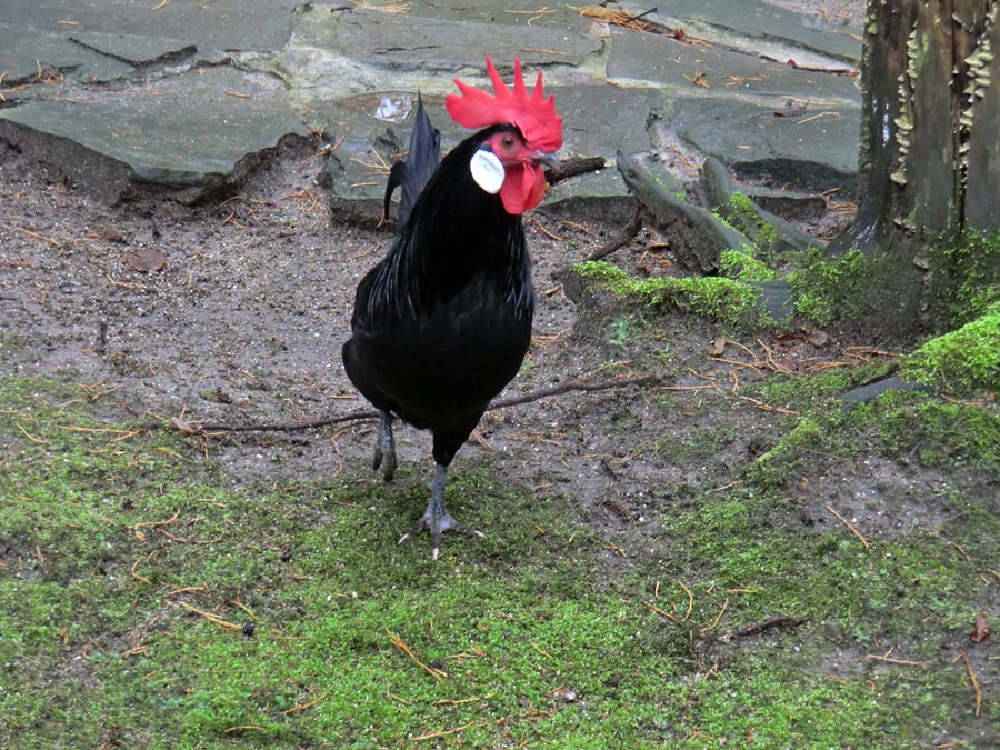 Bergischer Krüper im Zoo Wuppertal im Dezember 2012