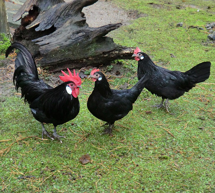 Bergischer Krüper im Wuppertaler Zoo im Dezember 2012