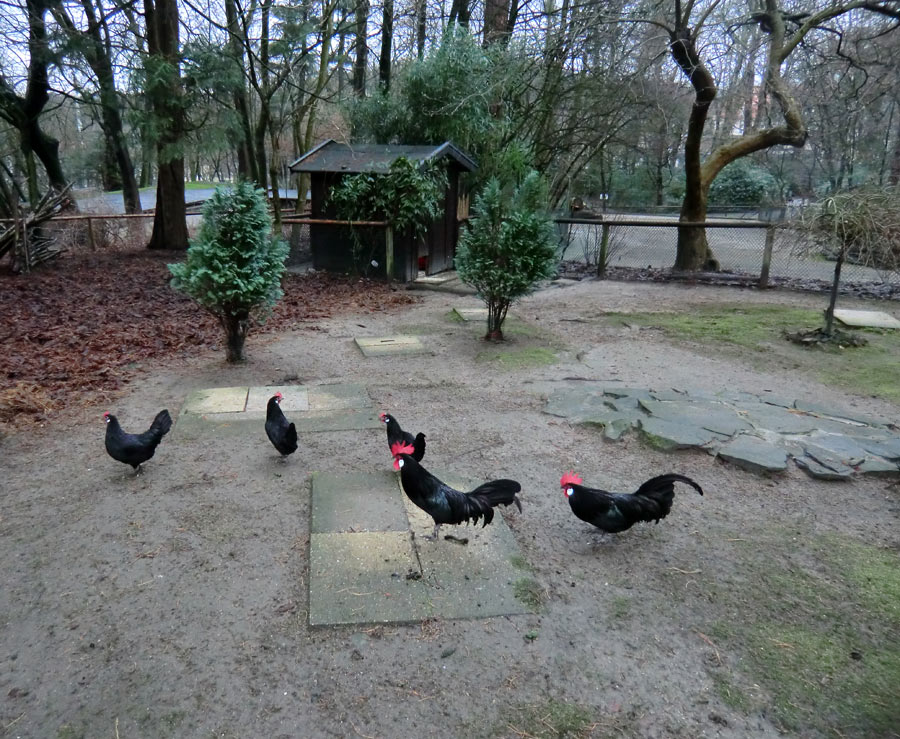 Bergischer Krüper im Zoologischen Garten Wuppertal im Dezember 2012