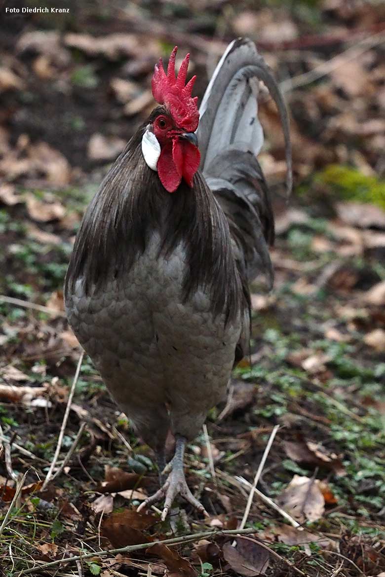 Männlicher Bergischer Krüper am 21. März 2016 im Grünen Zoo Wuppertal (Foto Diedrich Kranz)