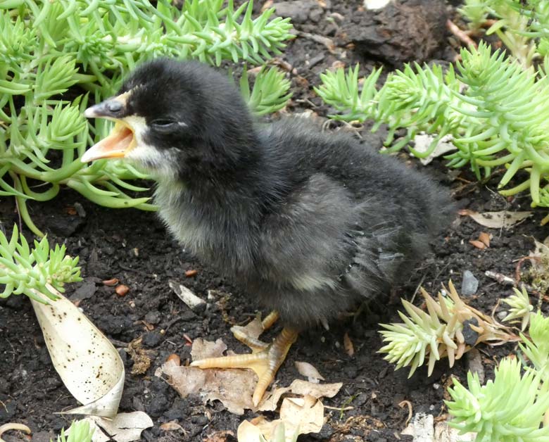 Bergischer Krüper Küken am 15. Juni 2017 im Grünen Zoo Wuppertal