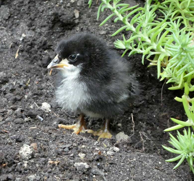 Bergischer Krüper Küken am 15. Juni 2017 im Zoo Wuppertal