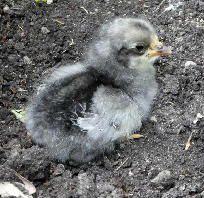 Bergischer Krüper Küken am 15. Juni 2017 im Wuppertaler Zoo