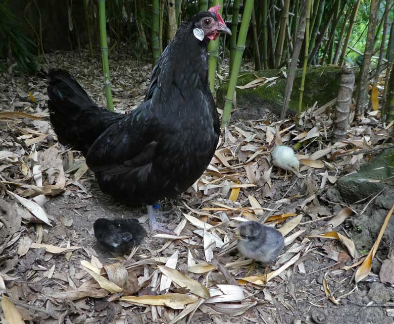 Bergischer Krüper Henne mit drei Küken am 15. Juni 2017 im Zoo Wuppertal