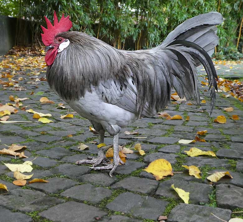 Bergischer Krüper im Herbst 2017 im Grünen Zoo Wuppertal