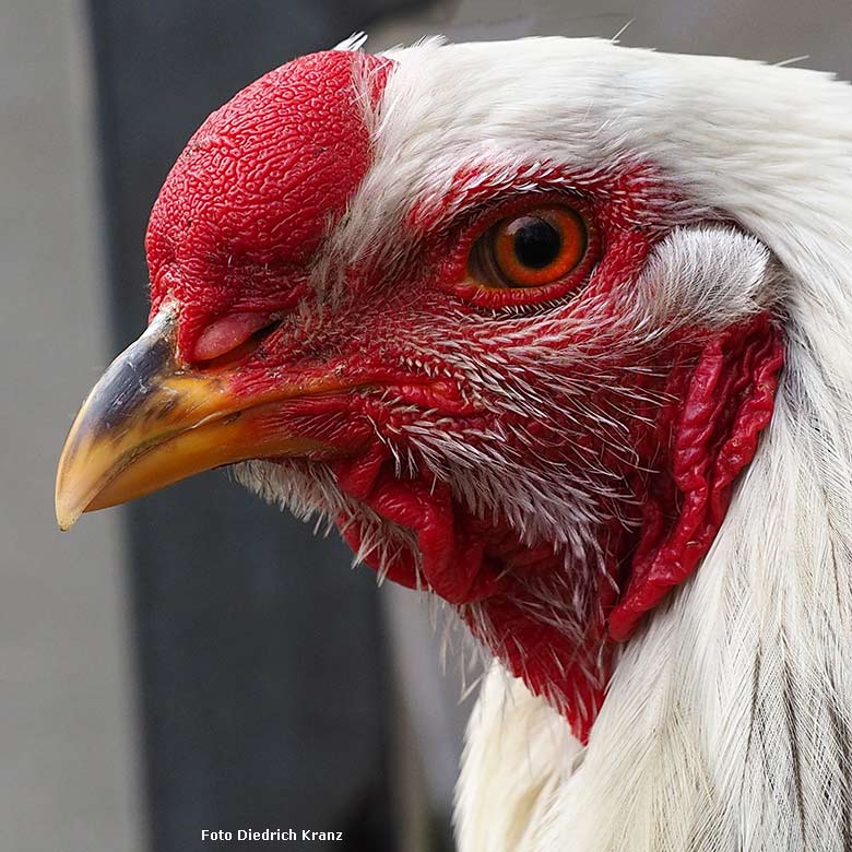 Kraienkopp am 22. März 2016 im Grünen Zoo Wuppertal (Foto Diedrich Kranz)