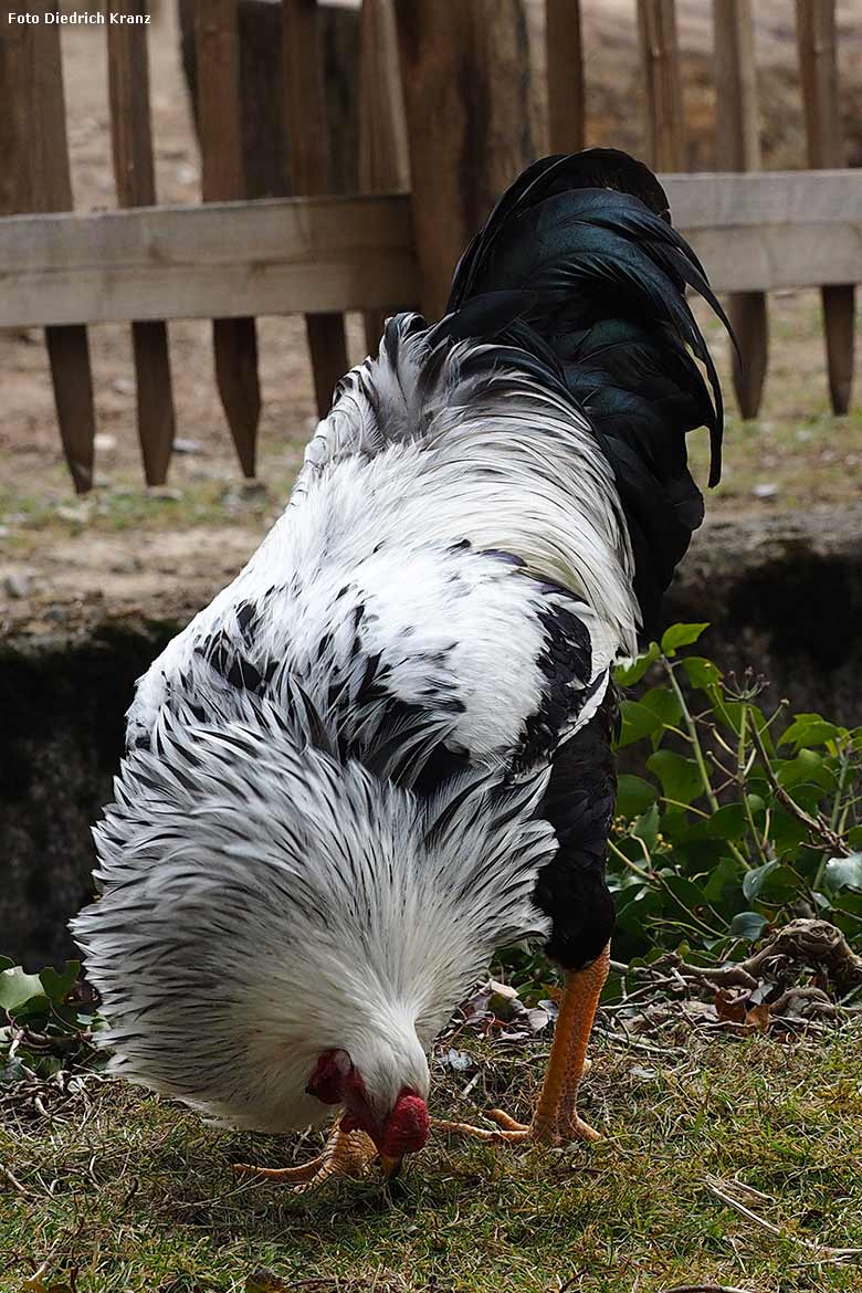 Kraienkopp am 22. März 2016 im Wuppertaler Zoo (Foto Diedrich Kranz)