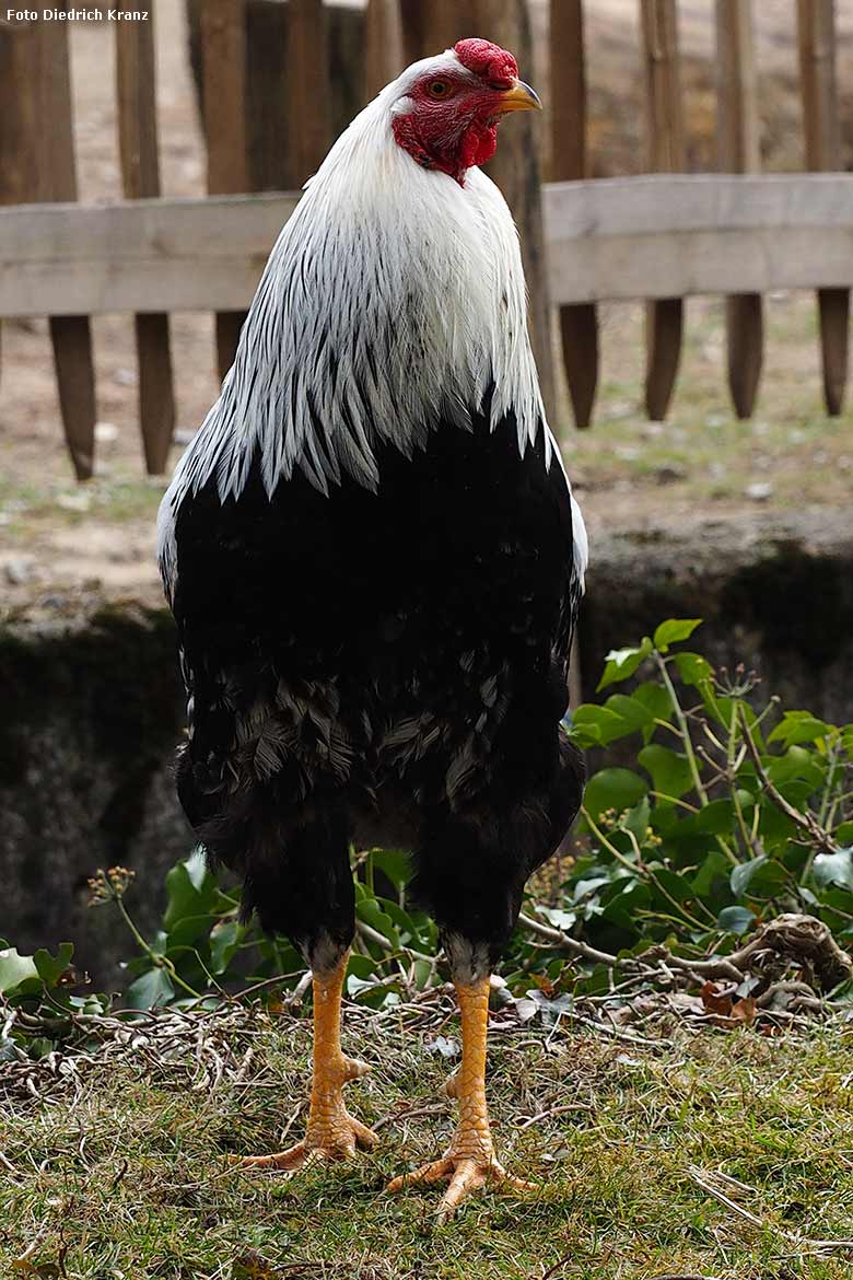 Kraienkopp am 22. März 2016 im Grünen Zoo Wuppertal (Foto Diedrich Kranz)