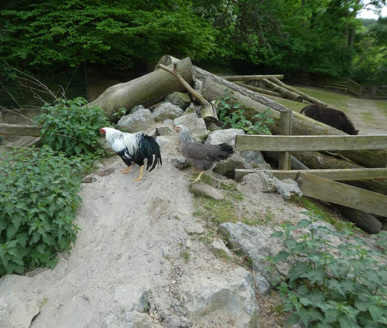 Kraienkopp-Paar am 9. Mai 2018 im JuniorZoo im Grünen Zoo Wuppertal