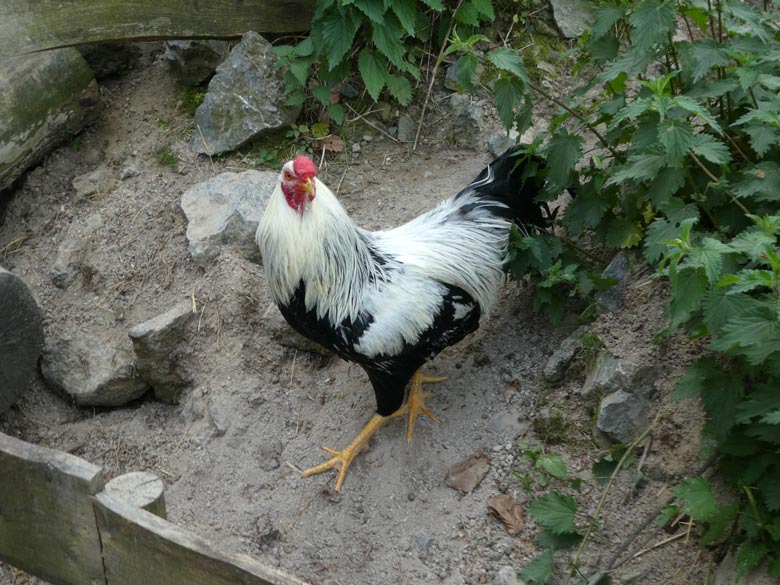 Kraienkopp-Hahn am 9. Mai 2018 im JuniorZoo im Grünen Zoo Wuppertal