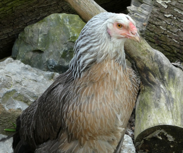 Kraienkopp-Henne am 9. Mai 2018 im JuniorZoo im Wuppertaler Zoo