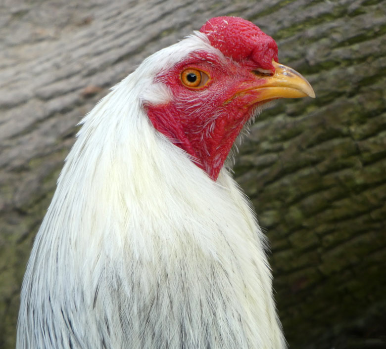 Kraienkopp-Hahn am 9. Mai 2018 im JuniorZoo im Zoologischen Garten der Stadt Wuppertal