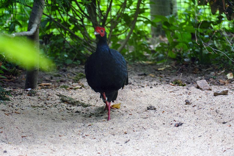 Männlicher Edwardsfasan am 6. Mai 2022 in der Jägerliest-Voliere im Grünen Zoo Wuppertal