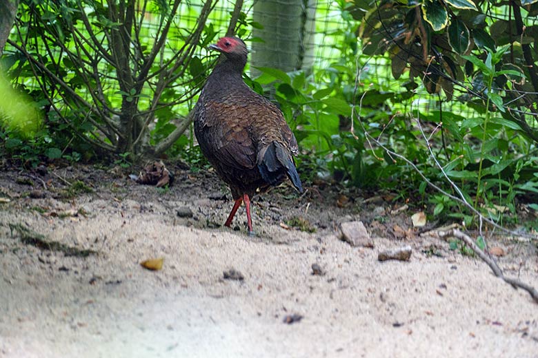 Weiblicher Edwardsfasan am 6. Mai 2022 in der Jägerliest-Voliere im Wuppertaler Zoo