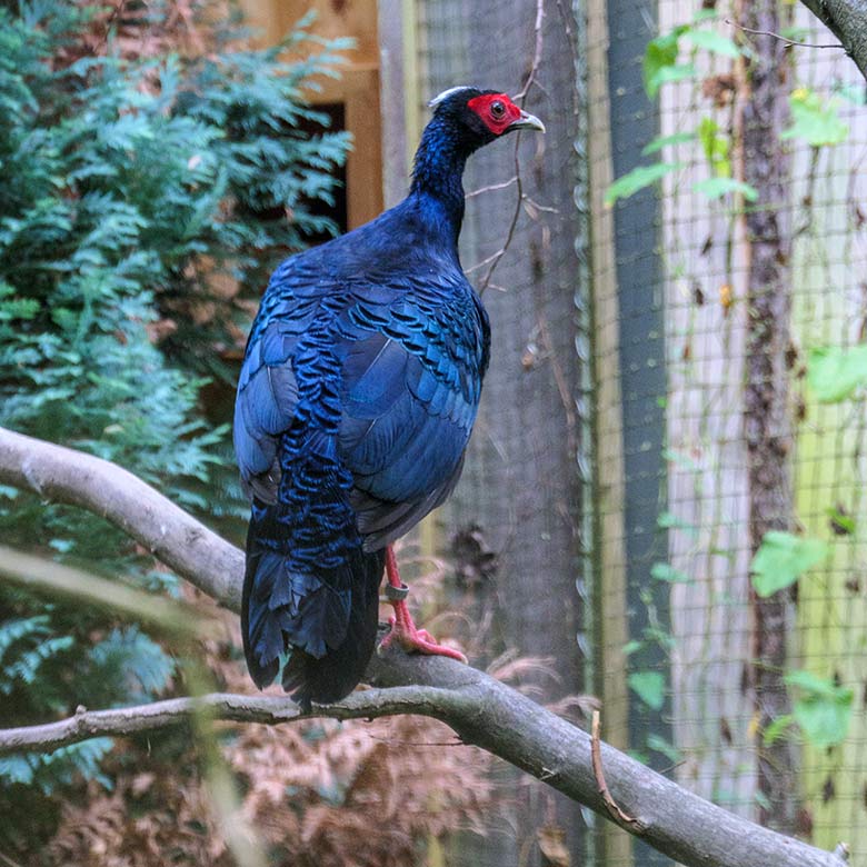 Männlicher Edwardsfasan am 15. August 2022 in der Außenvoliere im Wuppertaler Zoo